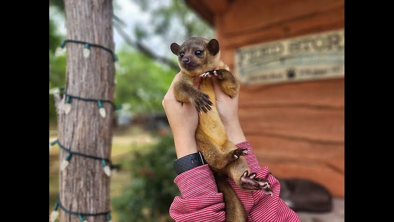 "Kinkajou: The Adorable Honey Bear with a Playful Spirit"