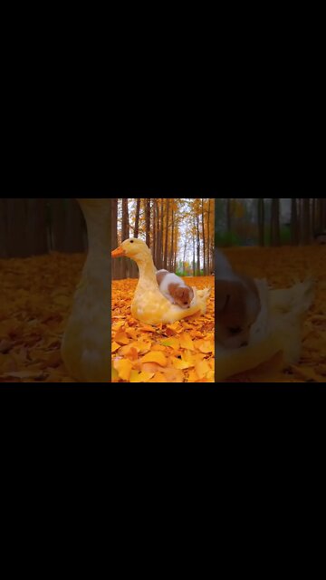 Cute friendship between duck and a puppy