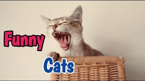 Cute Cats and Funny Cats Compilation Video #03 | Don't Try To Stop Laughing 🤣 | Michael785