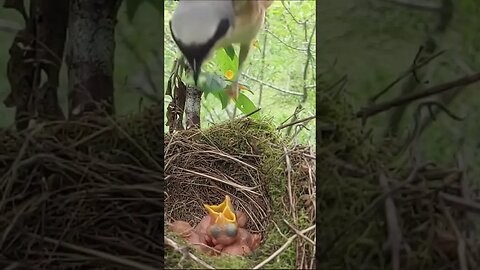 Bird 🕊️ feeding #shorts #birds