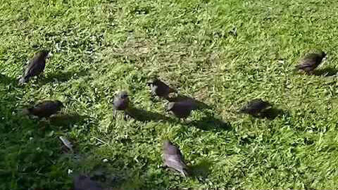 IECV NV #104 - 👀 The Family Of Starlings In The Yard 6-21-2015