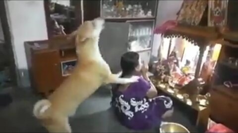 Dog with woman pray God