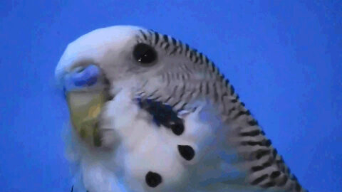 IECV NV #06 - 👀Bird's Can Dance To Music Watch This 🐤🐥🐿️1-13-2014