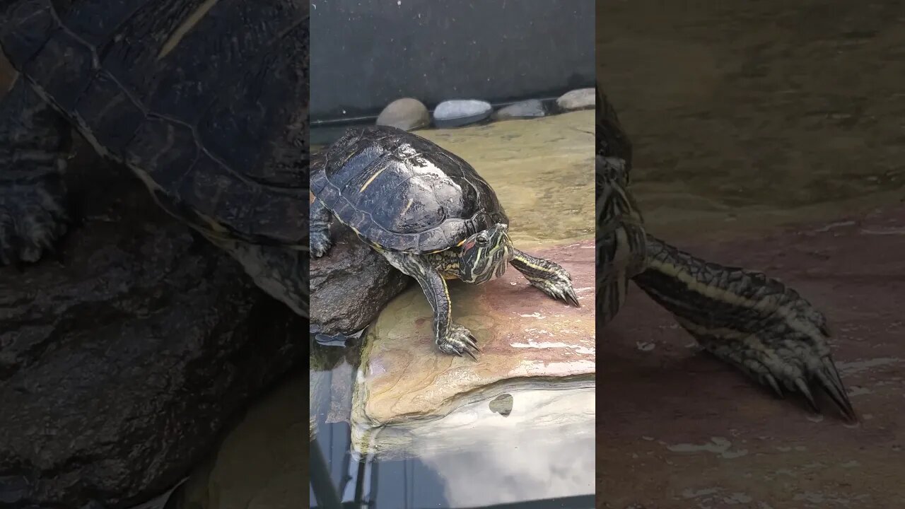 Cute red ear slider turtle just chilling #shorts #turtle