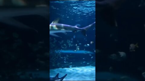 Riplies aquarium shark breach