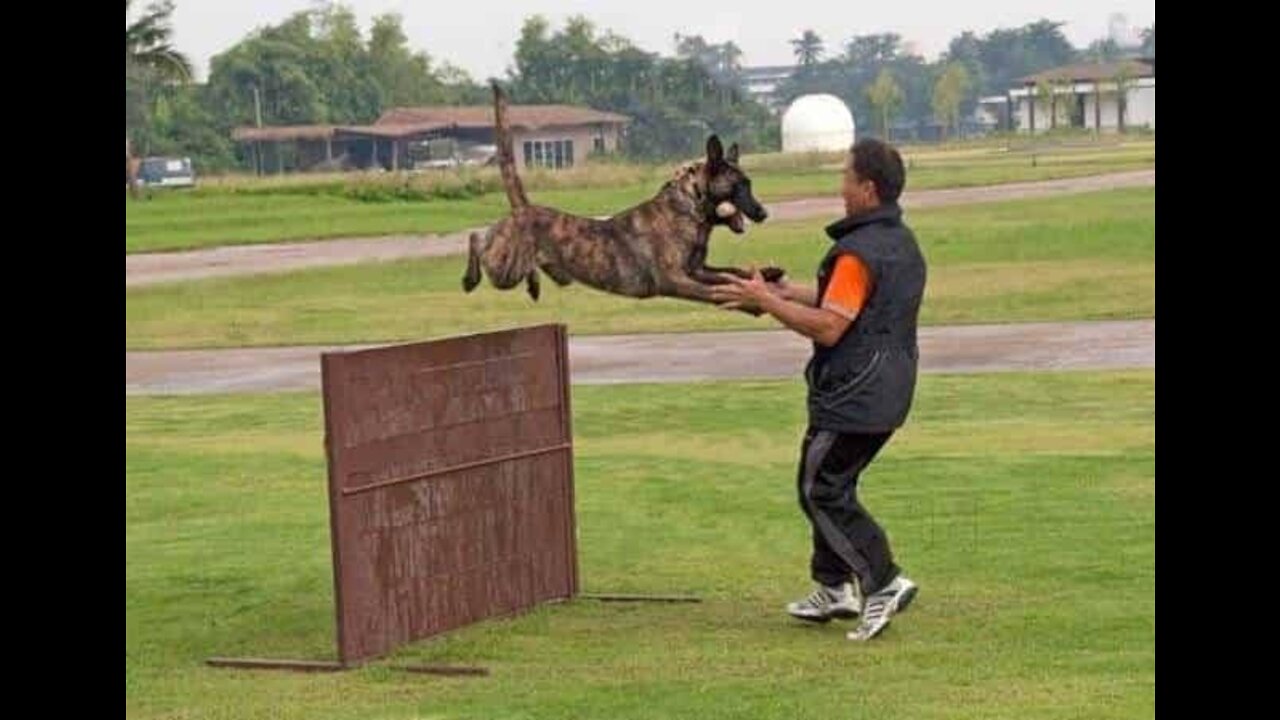 Dog That Fly Training