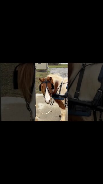 Another fun trip to the Amish store check out with three Amish kids pulled in on