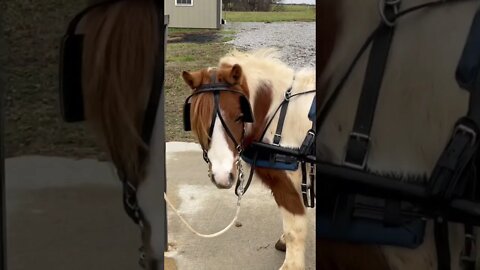 Another fun trip to the Amish store check out with three Amish kids pulled in on