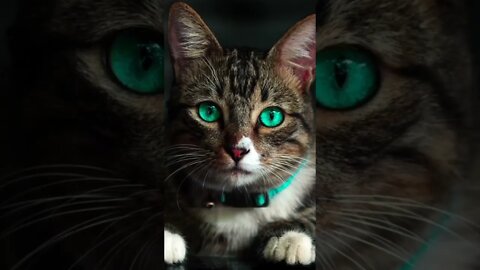 best music with world most populer cat background viral trending cat The Dodo Fan Channel