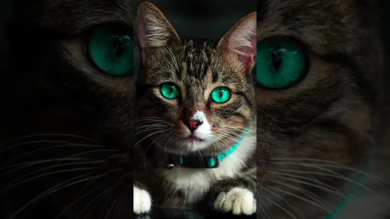 best music with world most populer cat background viral trending cat The Dodo Fan Channel
