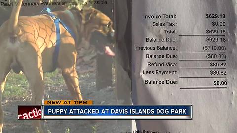 Tampa woman says her 9-month-old puppy was attacked at dog park