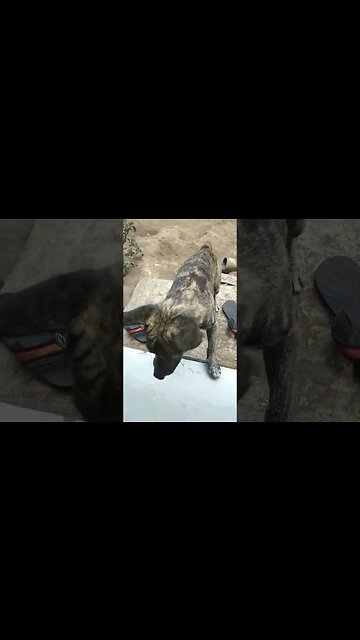 Chicken Head to the Dog