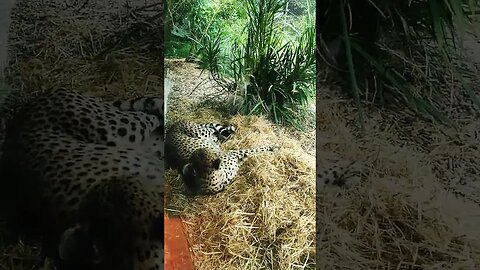 #cheetah, #zoo, #aucklandzoo