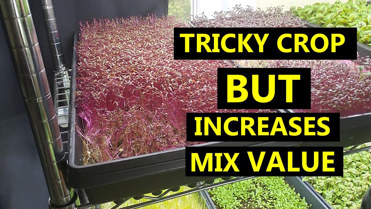 Couple Things to Watch Out For Regarding Growing Amaranth Microgreens