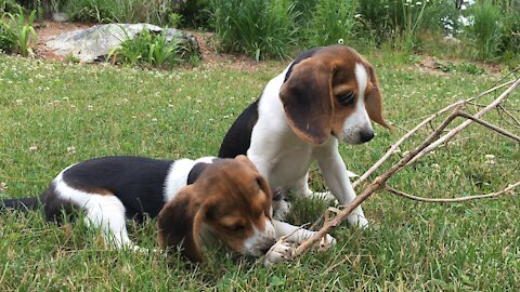 Beagle Buddies: The Little Mountain