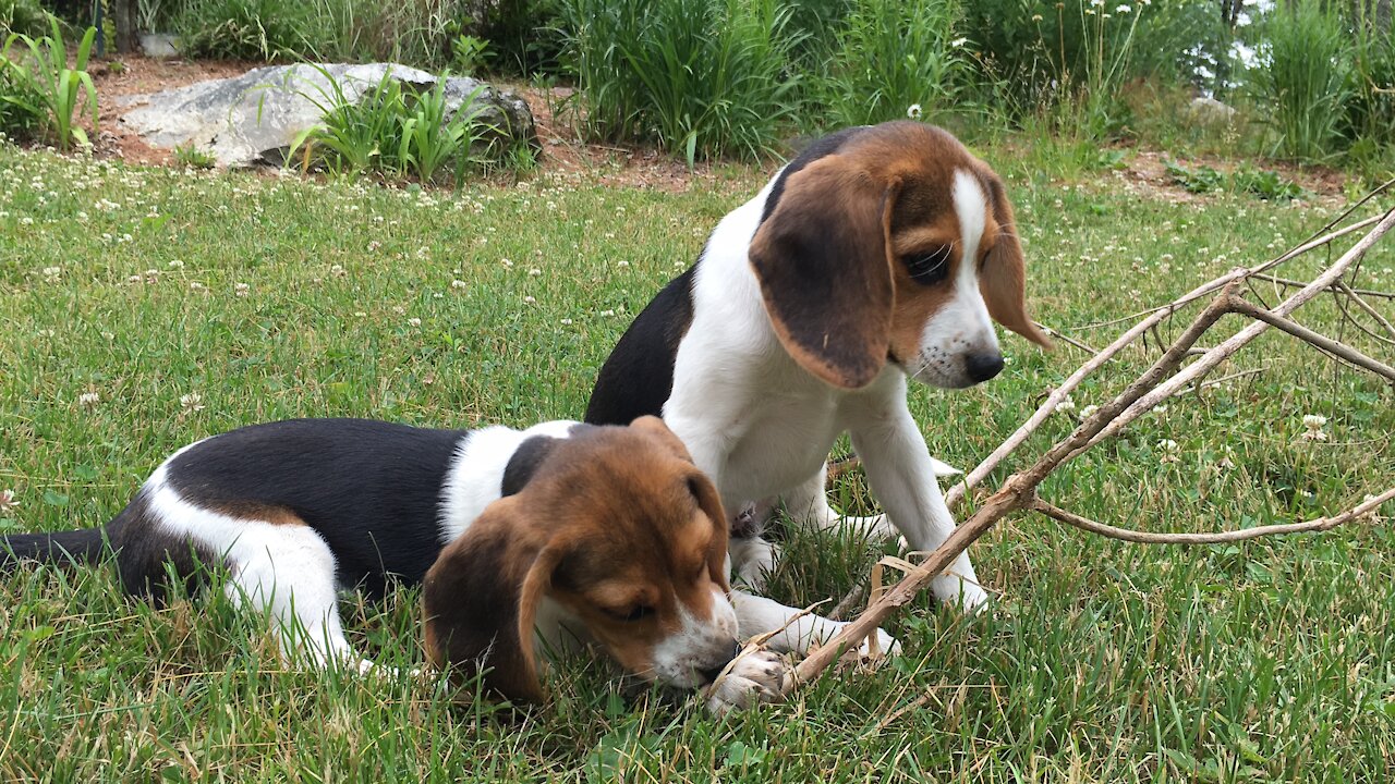 Beagle Buddies: The Little Mountain