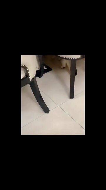 Cat Loves Mobile Too! #UbertainmentFun #Shorts #ytshorts #Dogs #Animals #Fun