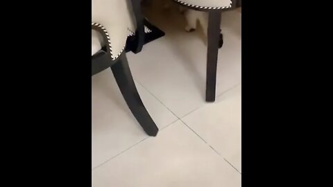 Cat Loves Mobile Too! #UbertainmentFun #Shorts #ytshorts #Dogs #Animals #Fun