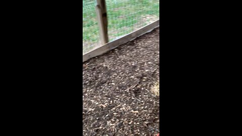 Healing a Sick Chick - Quick Chick Update #2