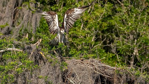 Osprey Arriving at Nest, Sony A1/Sony Alpha1, 4k