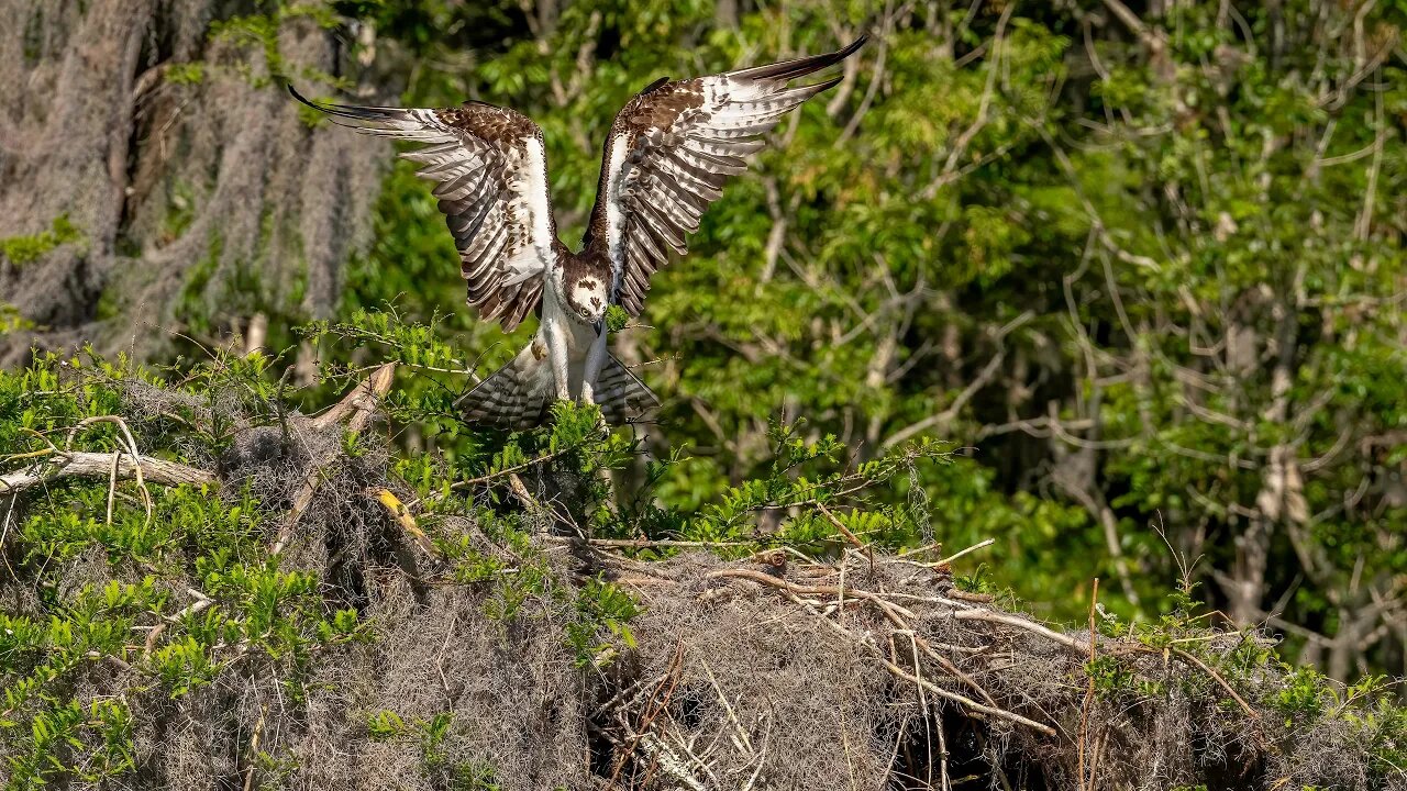 Osprey Arriving at Nest, Sony A1/Sony Alpha1, 4k