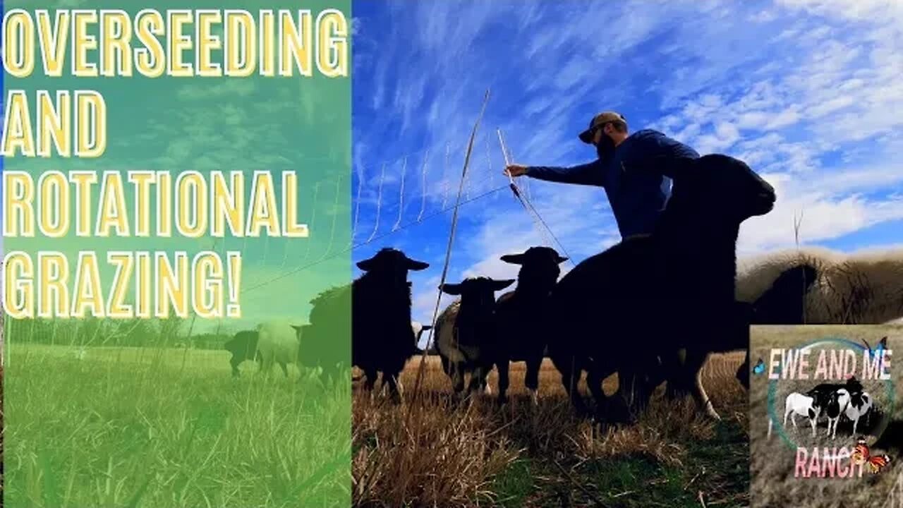 MINI RANCHING WITH HAIRSHEEP! OVERSEEDING AND PASTURE MANAGEMENT.