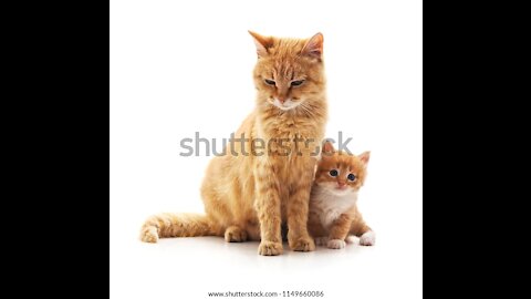 cute Kitten Playing with mom cat