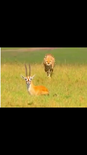 Lion vs. Deer: A Brutal Encounter Captured on Camera