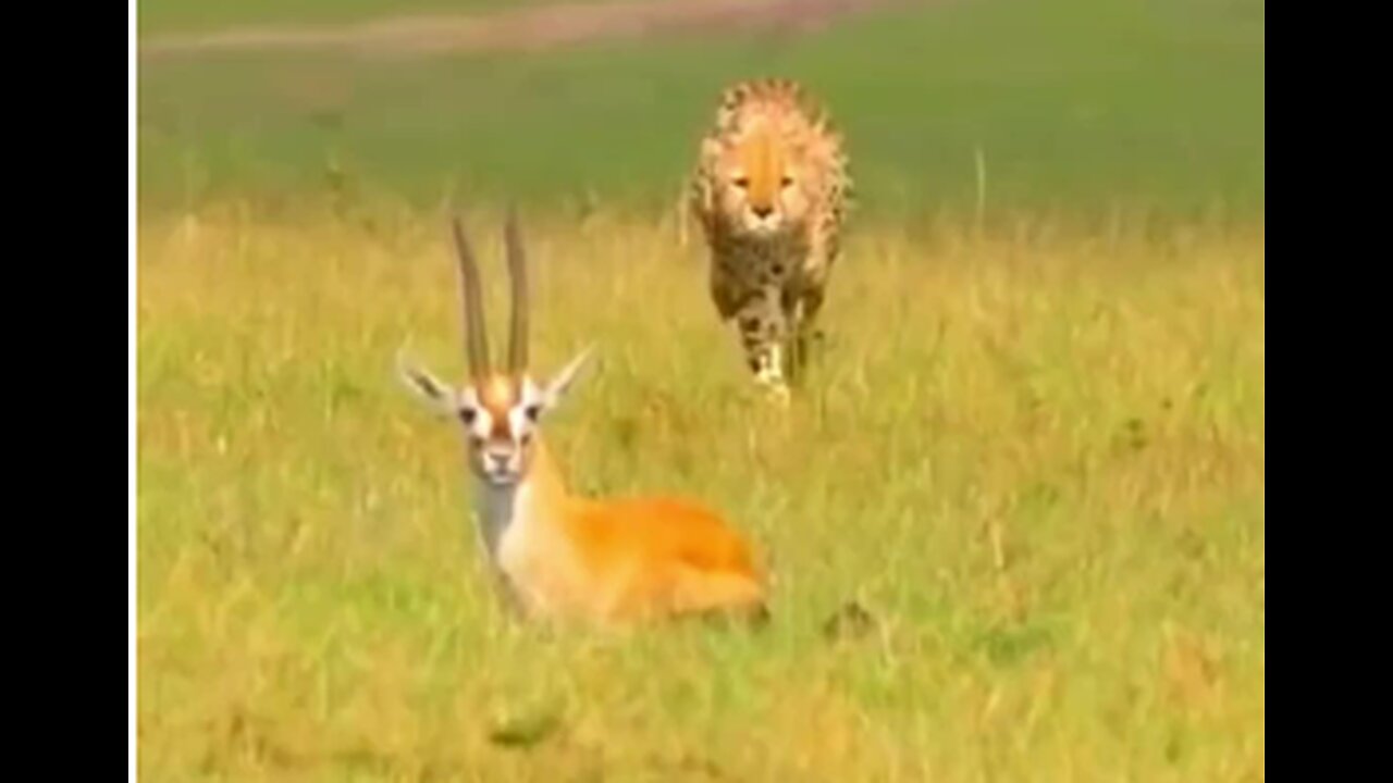 Lion vs. Deer: A Brutal Encounter Captured on Camera