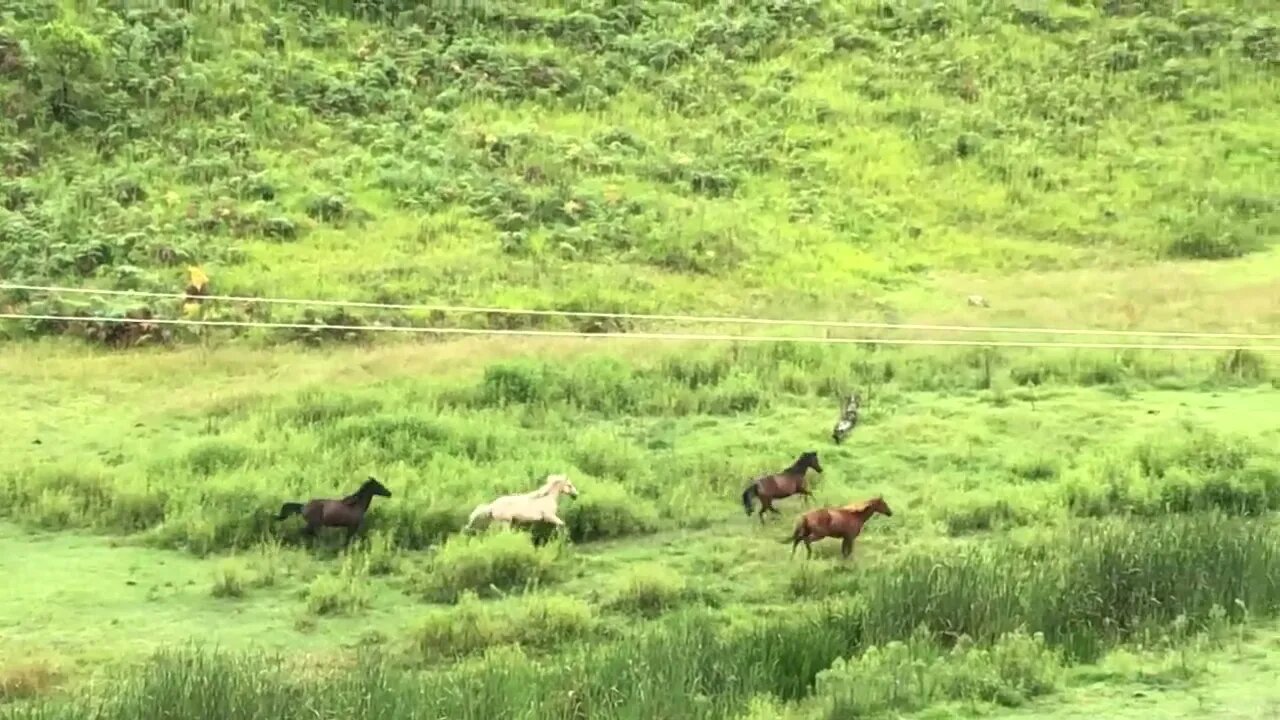 Brumbies gallop home - nice display of energy and beauty