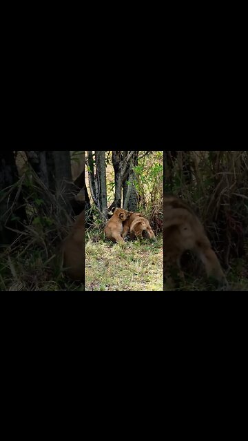 Cute Lion Cubs Play #shorts | #ShortsAfrica