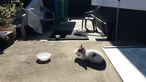 Eating while watching what you are doing(50day old cat - part8)