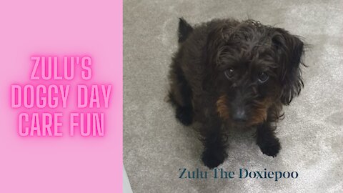 Zulu the Doxiepoo - Doggy Day Care Series: 3