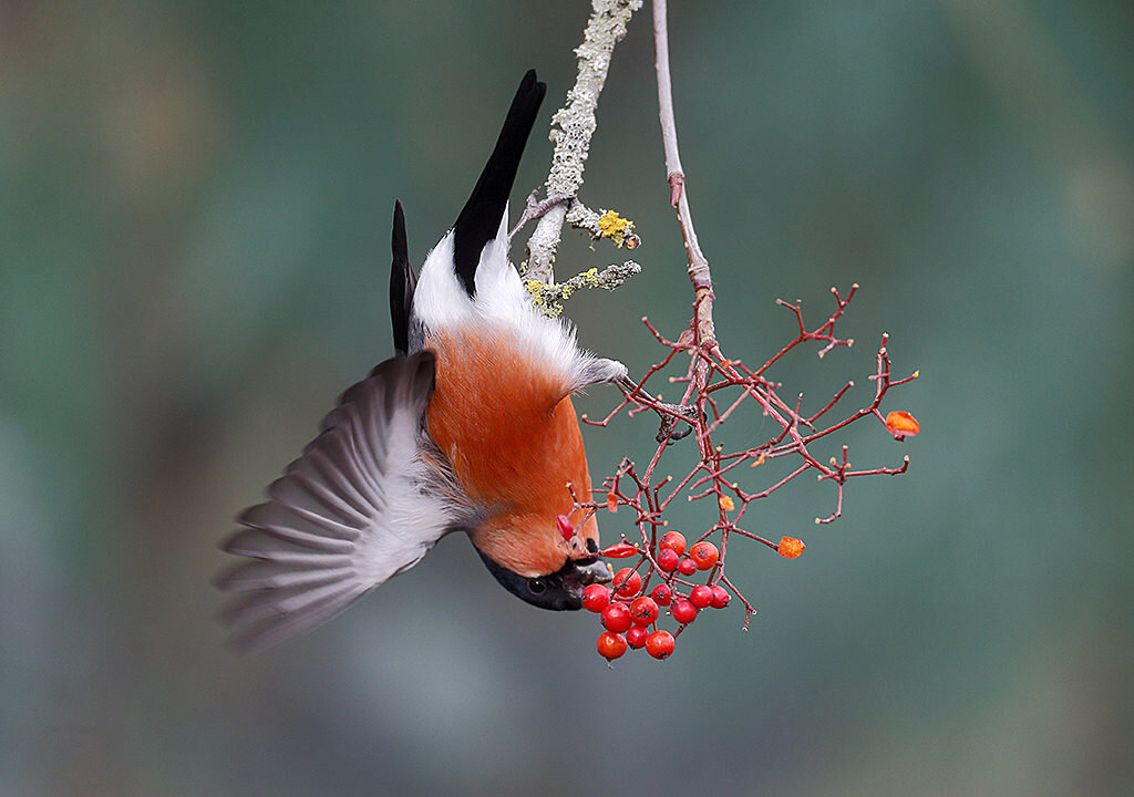 Bullfinch male bird red wildlife animals