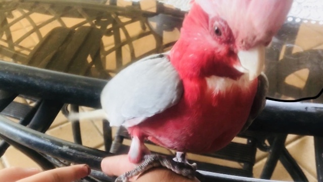 Parrot Funny Dance and Shaking Hands