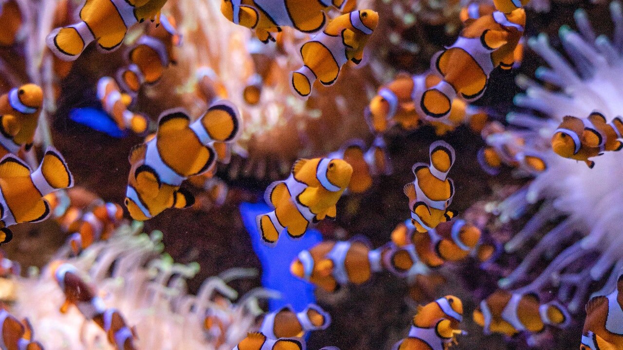 Coral Reef in Kiunga Marine National Reserve Lamu Kenya East Africa.