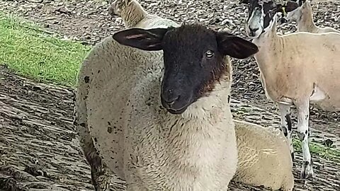 Sheep Congregating Under a Road Bridge