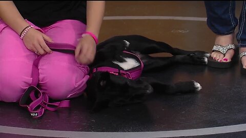 Rescues in Action: Kimmy