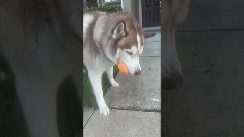 Husky attached to his toy! 🥕