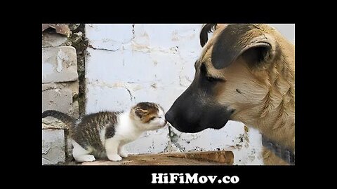 CATS AND DOGS Awesome Friendship Dogs Who Love Their Kitten Since The Moment They Met