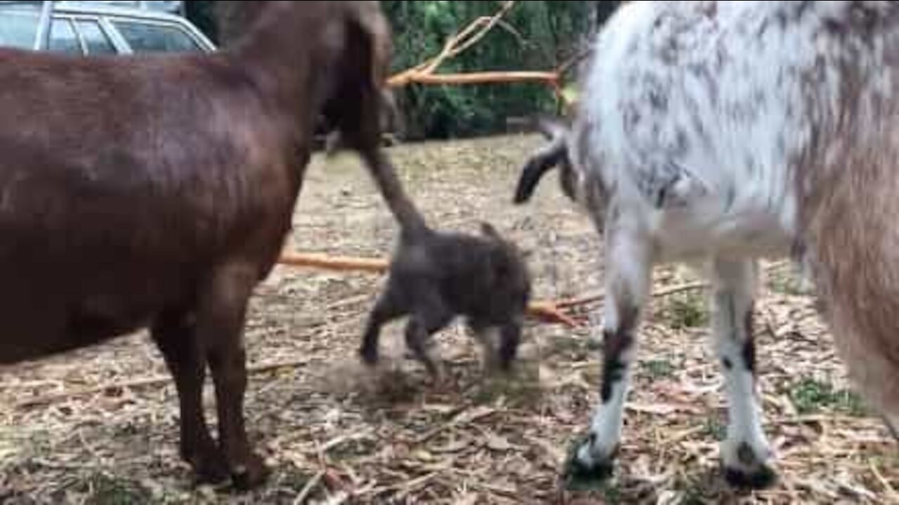 Gato aprende a nunca virar as costas a uma cabra