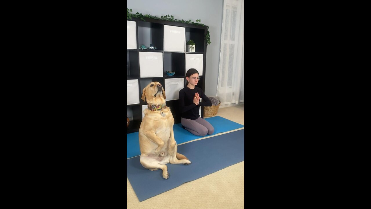 Have you ever tried “Doga?”