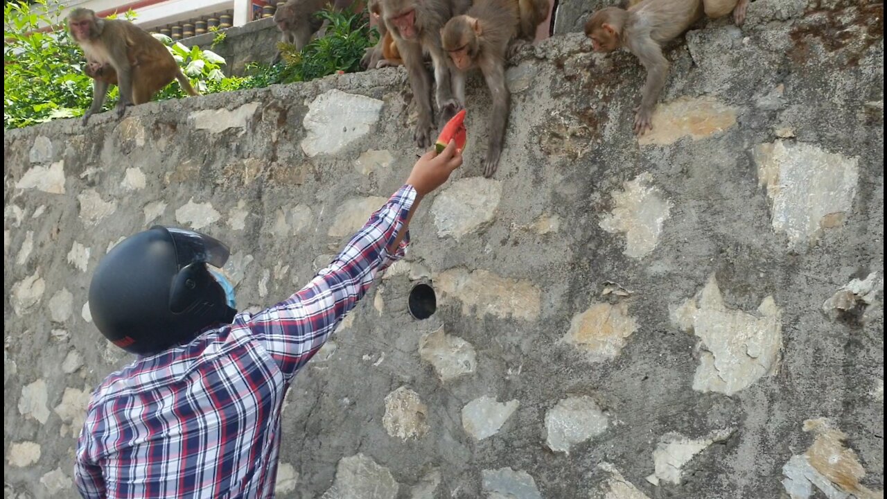 Feeding watermelon to the hungry monkey