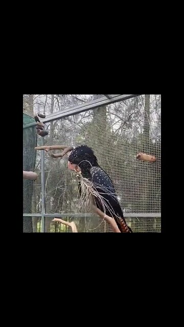 Have you seen this parrot 🦜 before! #Shorts #ytshorts #UbertainmentFun #Dogs #Animals #Fun