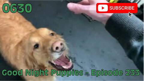 [0630] GOOD NIGHT PUPPIES - EPISODE 233 [#dogs #doggos #doggies #puppies #dogdaycare]