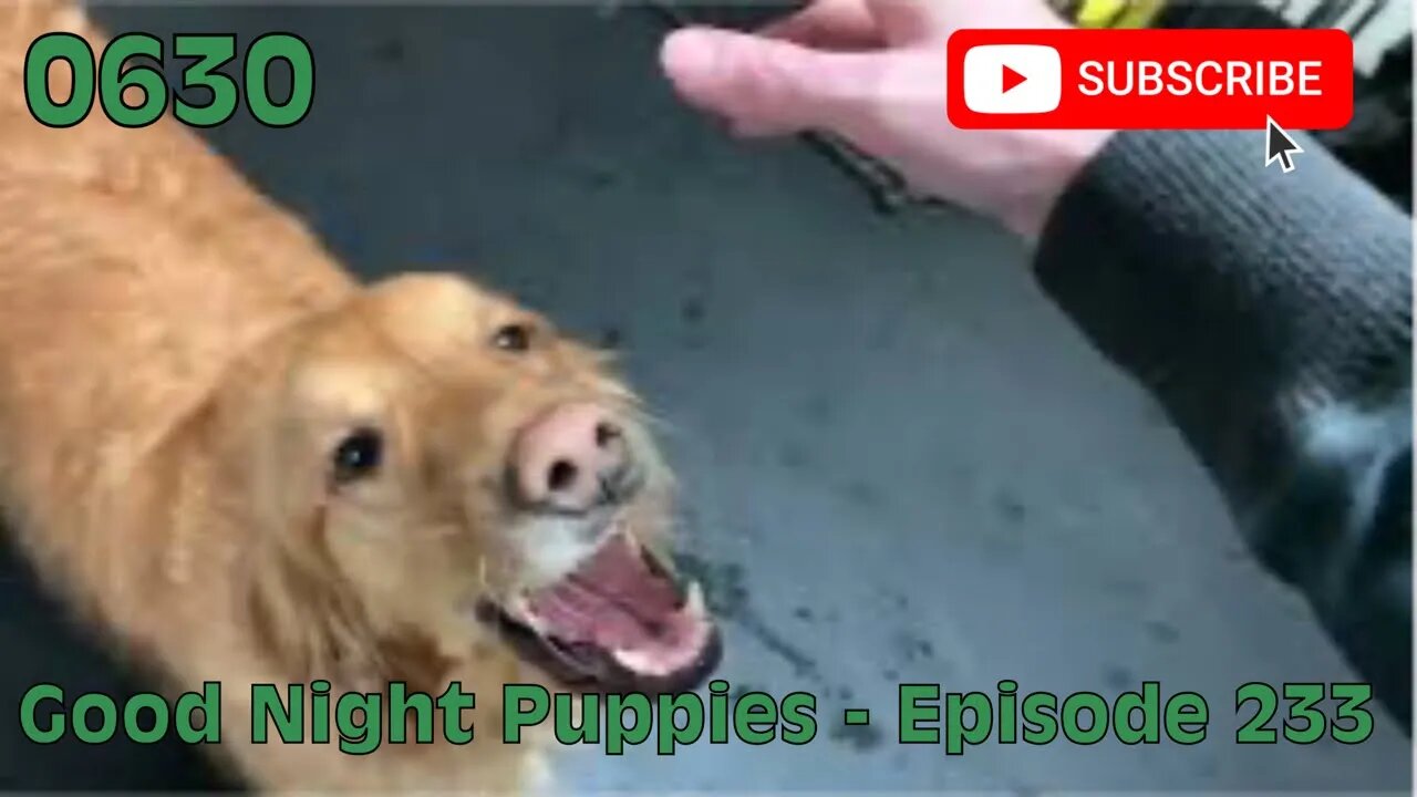 [0630] GOOD NIGHT PUPPIES - EPISODE 233 [#dogs #doggos #doggies #puppies #dogdaycare]