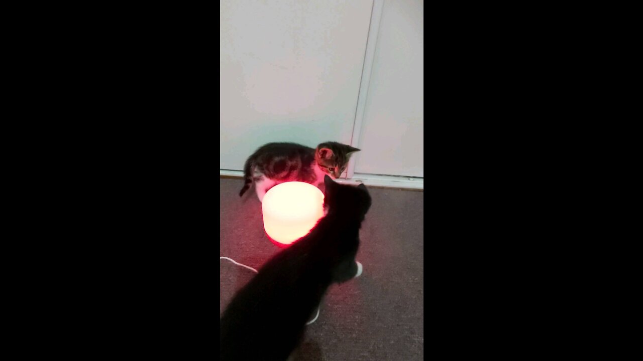 Kittens Fascinated By Humidifier