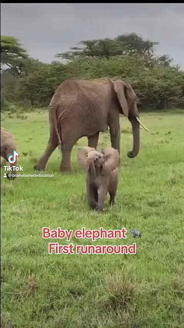 Baby elephant