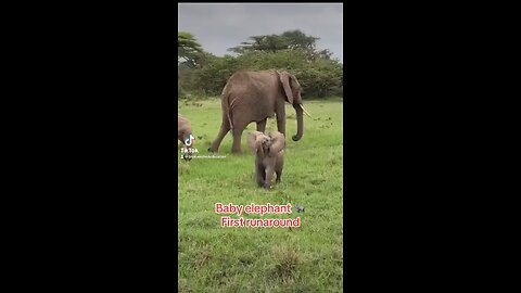 Baby elephant
