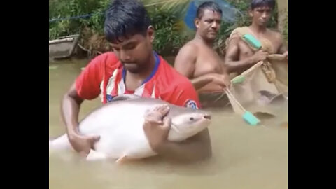 Harvesting Huge farmed fish…